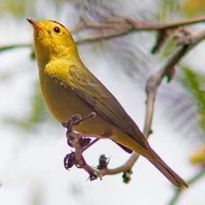 Meet your Posher, Caren